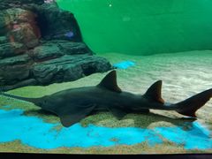 -上海海洋水族馆