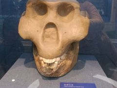 -国家自然博物馆