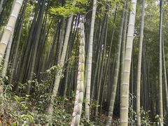 -东明山森林公园