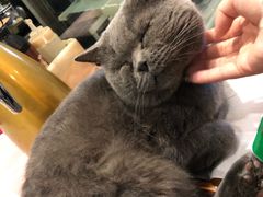 -吉丁鸟咖·异宠·寄养