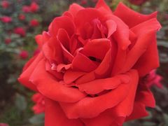 -武汉紫薇都市田园