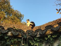 -西园戒幢律寺
