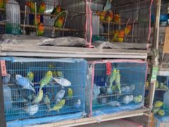 -溪岸路花鸟市场