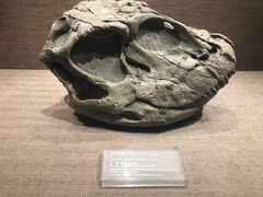 景点-自贡恐龙博物馆