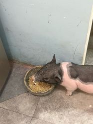 -神奇动物撸宠馆·羊驼·小浣熊·异宠(豫园店)