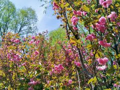 -长白岛森林公园