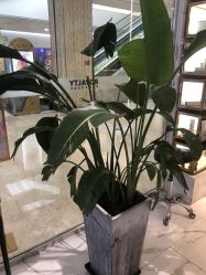 -罗亚帝造型·烫发染发