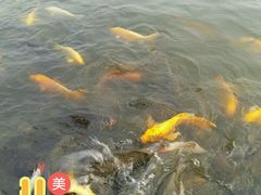 -武清南湖绿博园