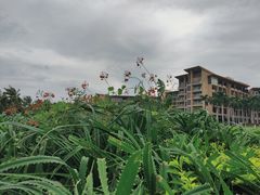 -三亚亚龙湾红树林度假酒店