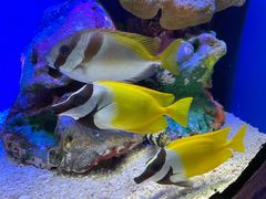 -上海海洋水族馆