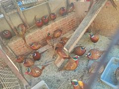 -鱼窝棚柴火铁锅炖(富山屯店)