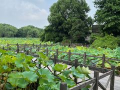 -绍兴镜湖国家城市湿地公园