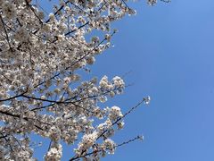 -石家庄市植物园