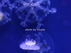 -青岛海底世界-水族馆