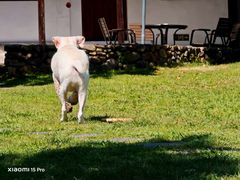 -翊宠yipet猫狗购宠庄园犬舍•猫舍