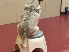 -和它·交个朋友·狗咖猫咖(爱琴海店)