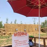 绿野仙踪，六一带孩子去探索田园乐趣吧！