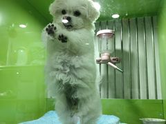 -唐小姐の猫狗洗护·购宠旗舰店(周浦万达店)
