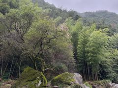 -百杖潭景区