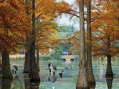 -白鹭湾湿地公园
