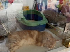 -糯米喵星人总部直营旗舰店·猫舍·幼猫出售