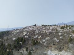 -白水寺森林公园