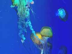 -海合安成都极地海洋公园