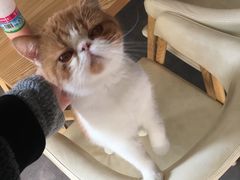 -东方名猫馆·英短金渐层布偶猫舍(环线广场1号楼店)