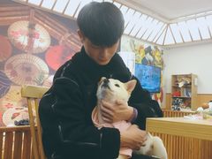 -豆柴町-柴犬主题狗咖(红鼎国际C座店)