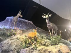 -陕西自然博物馆