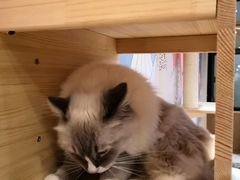 -滚猫咖啡·猫咖·猫友好撸猫(未来城店)