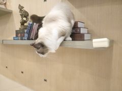 -飞行喵MR PILOT|猫舍·猫咖(静安大融城店)