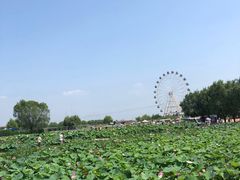 -白洋淀景区