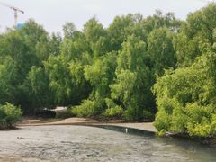-大亚湾红树林城市湿地公园