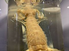 -北海海底世界