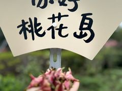 -金鸡湖桃花岛