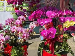 -溪岸路花鸟市场