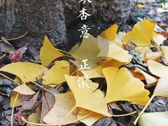 -秋霞圃