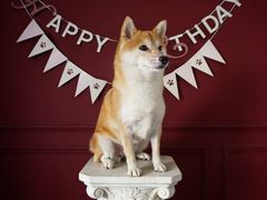 -瑞派·关忠动物医院·猫专科·犬专科(三环新城店)