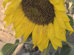 -汉长安城未央宫国家考古遗址公园