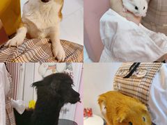 -我爱猫咪·猫咖·狗咖·安哥拉兔·羊驼咖(小寨华旗店)