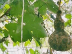 -马陆小张葡萄园农家乐