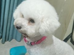 -瑞鹏宠物医院·骨科·猫科·内科(第一中心)