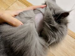 -瑞派宠物医院·24h·骨外科·皮肤科·全科宠物医疗转诊中心(沈阳浑南院)