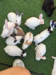 -萌宠亲子动物乐园(槐房万达店)