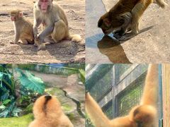 -海南热带野生动植物园