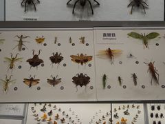 -四川大学博物馆
