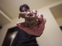 -温老幺兔头
