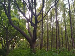 -黄兴公园