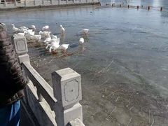 -莲花池公园